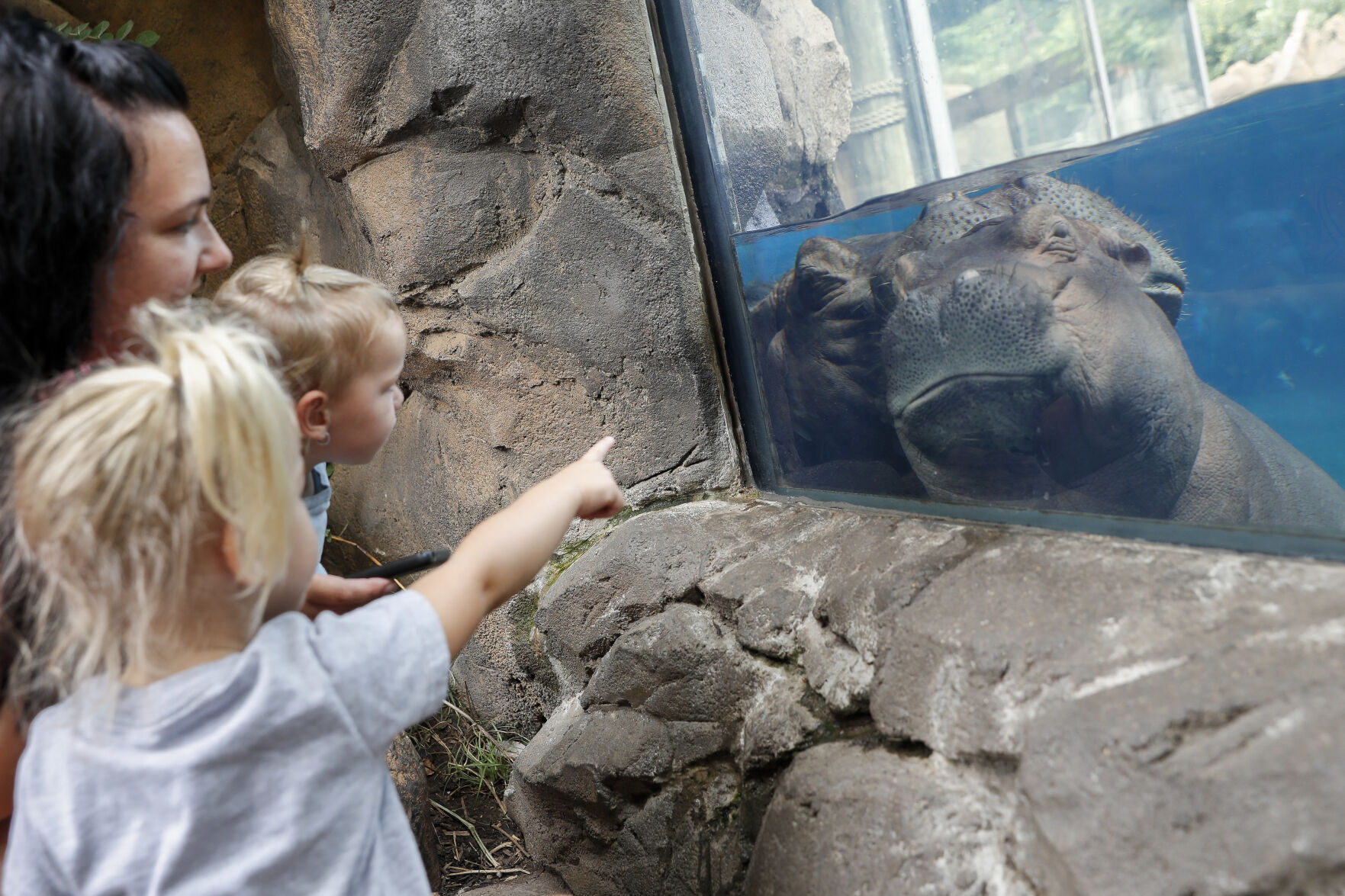 Hippo